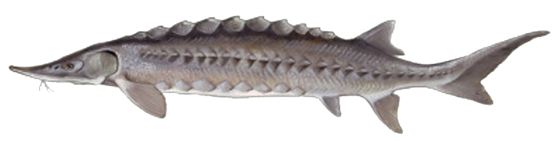 JESIOTR  - kroczek