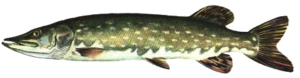 SZCZUPAK - kroczek